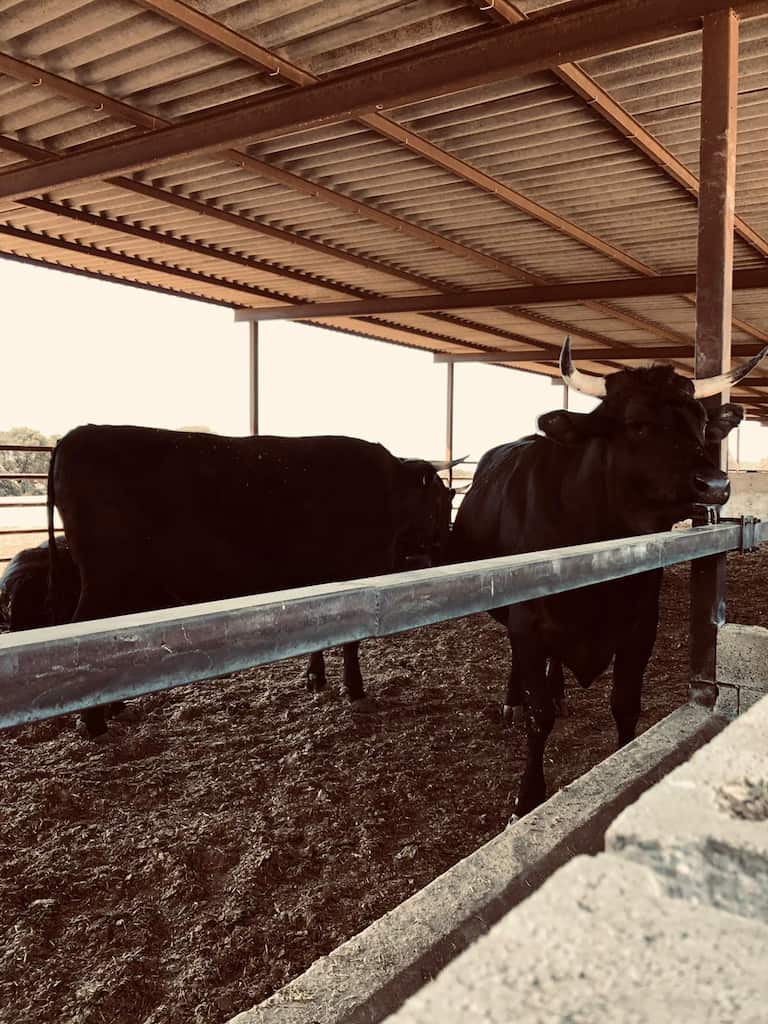 Vacas en la granja
